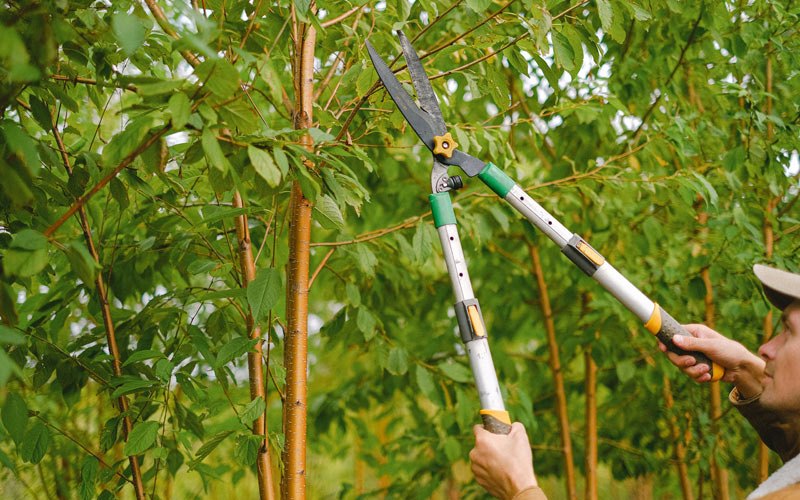 Tree trimming in West Burlington, NY